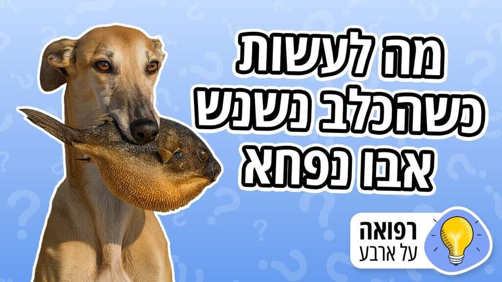 הכלב אכל אבו נפחא?