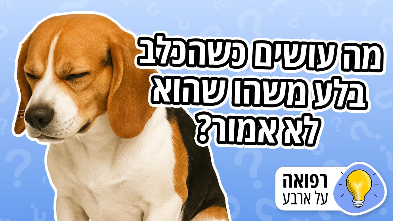 איך מטפלים בכלב שבלע גוף זר?