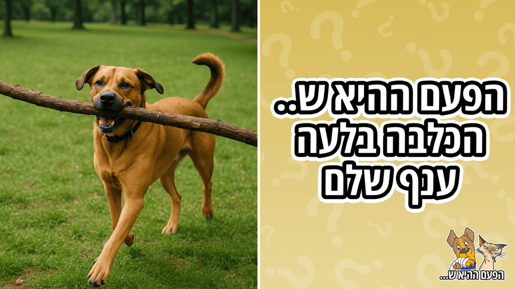 איך כלבה שרדה ענף שנכנס לתוך בית החזה שלה?