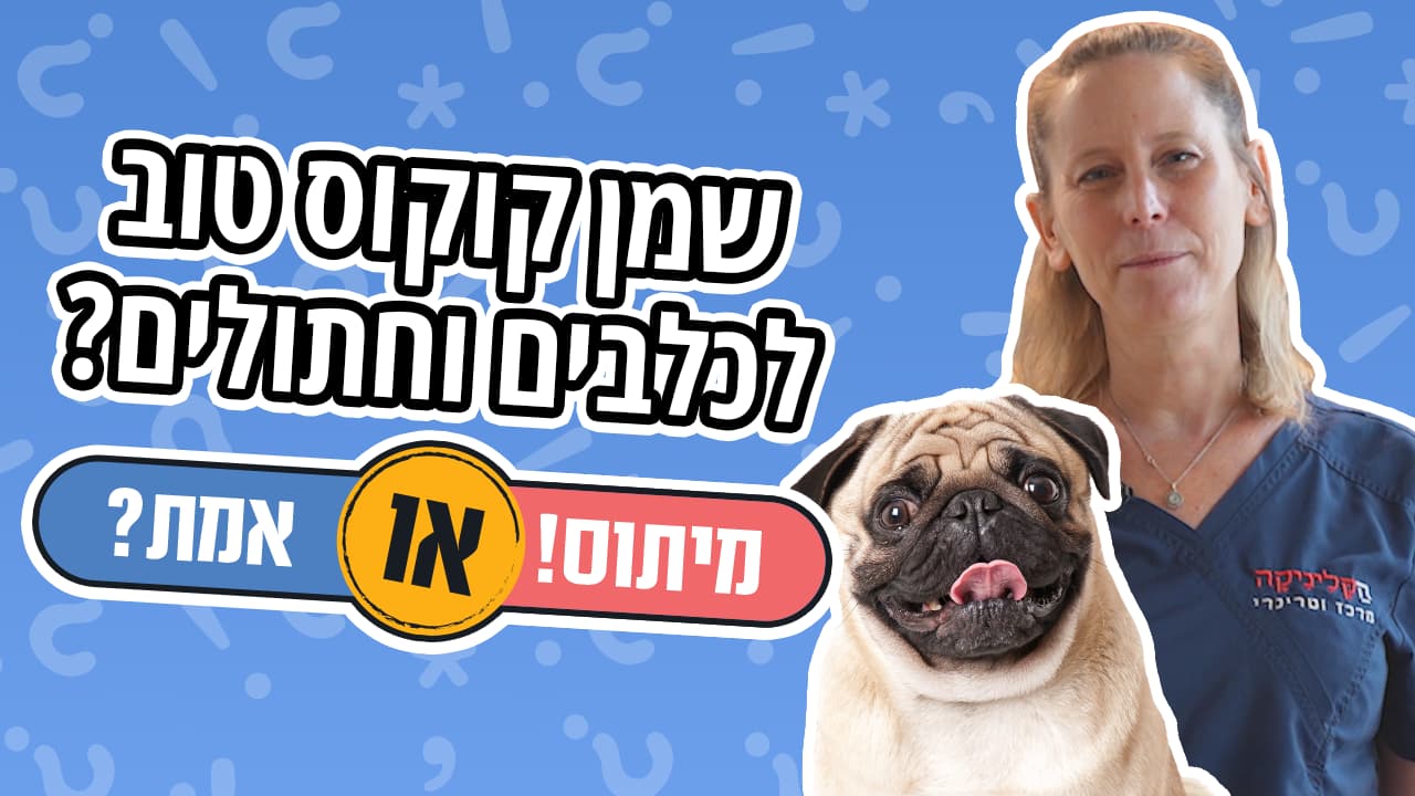 כדאי לתת שמן קוקוס לכלבים וחתולים?