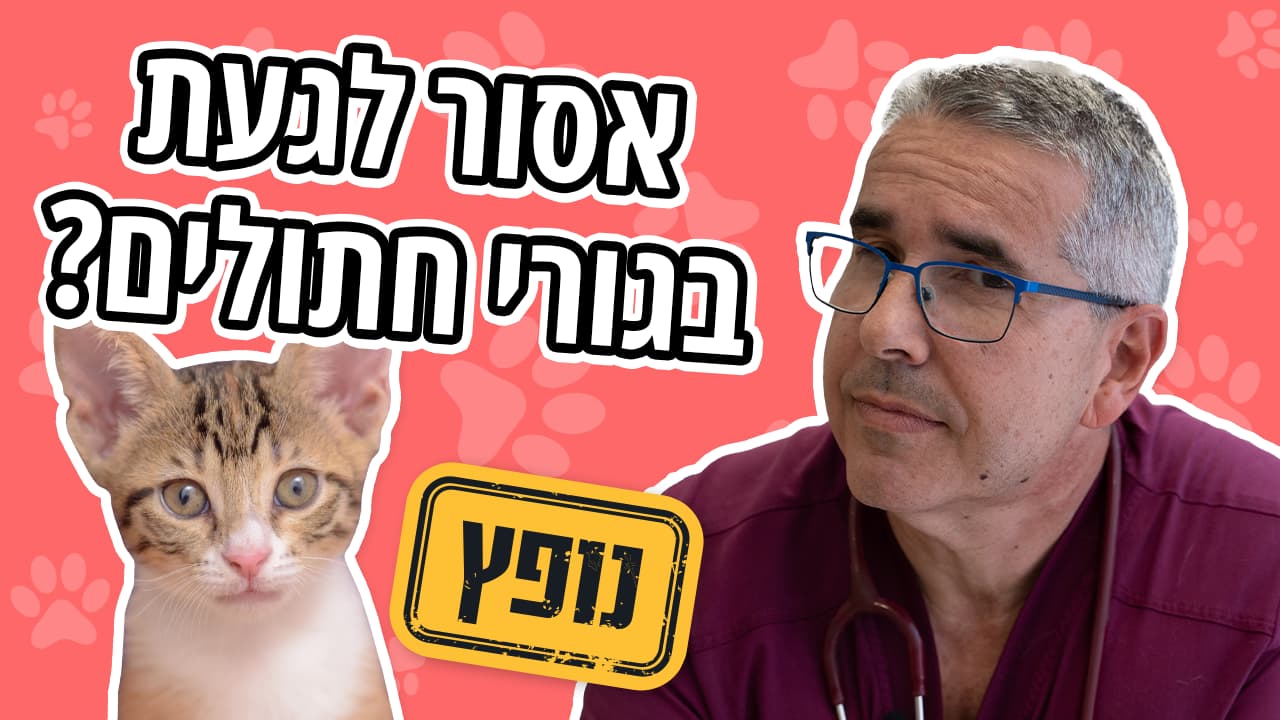 חתולה תנטוש את הגורים שלה כי נגעת בהם?