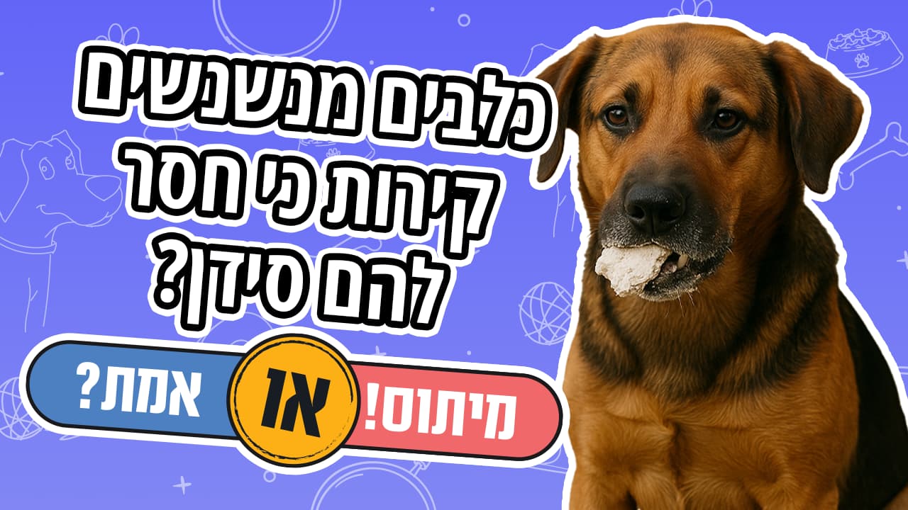 כלבים אוכלים טיח מקירות כי חסר להם סידן?