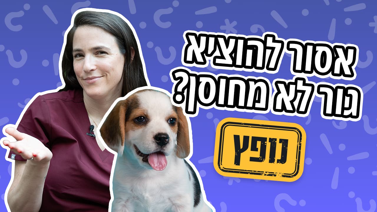 מתי כדאי להוציא גור מהבית?