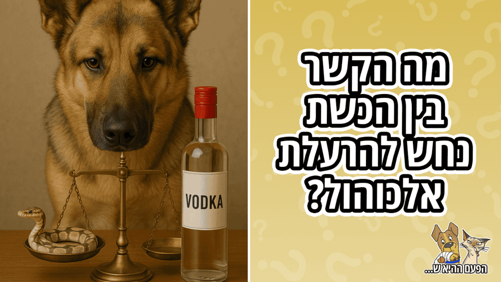 איך הכשת נחש גרמה להרעלת אלכוהול?