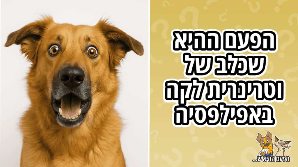 אפילפסיה לכלבים: כשכלב של וטרינרית לקה באפילפסיה