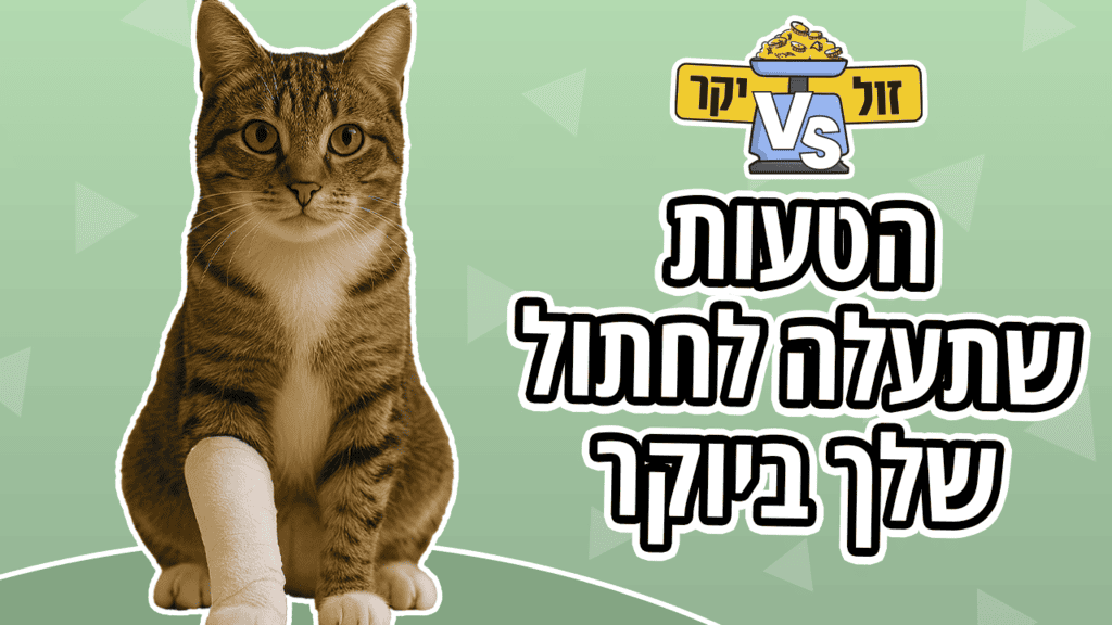 חתול שנדרס והיה צריך לעבור ניתוח