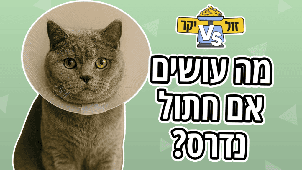 מה עושים עם חתול שנדרס? 