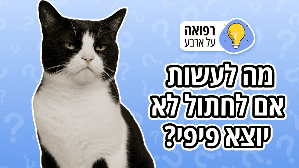 למה חתולים סובלים מחסימה בדרכי השתן?