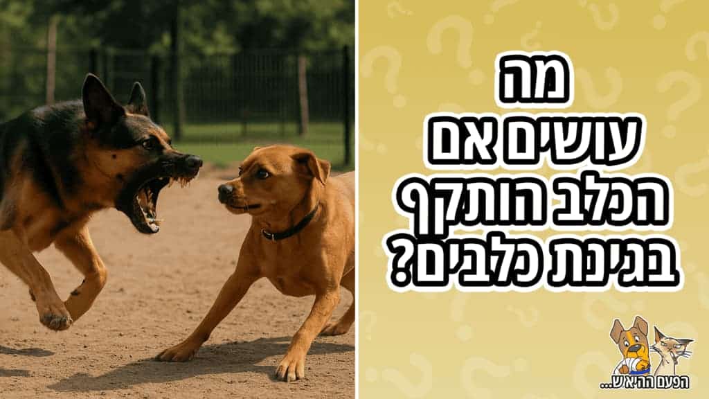 סיפור על כלב קטן שננשך בגינת כלבים
