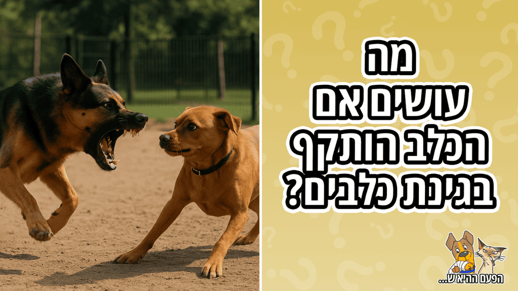 סיפור על כלב קטן שננשך בגינת כלבים