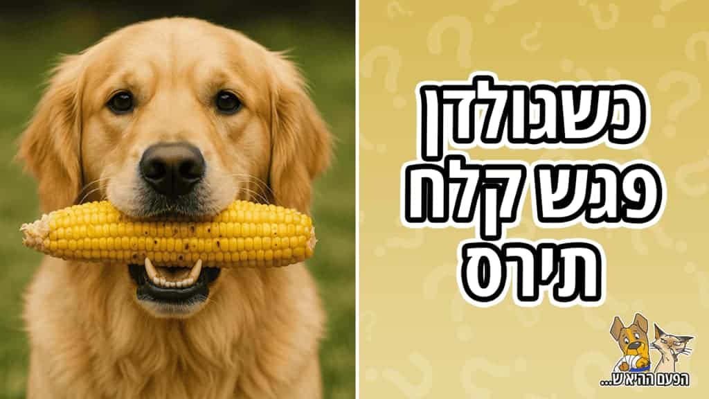 מה קרה לכלב שבלע קלח תירס שלם?