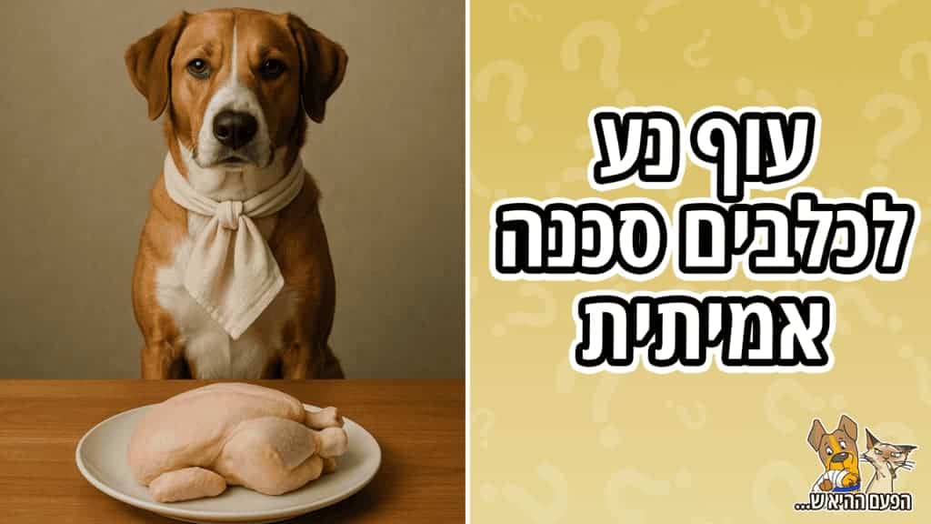 עוף נא לכלבים - היזהרו