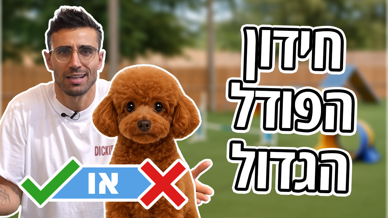 אתגר הפודל עם נועם פירוז