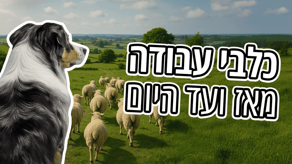 כלבי עבודה ושירות