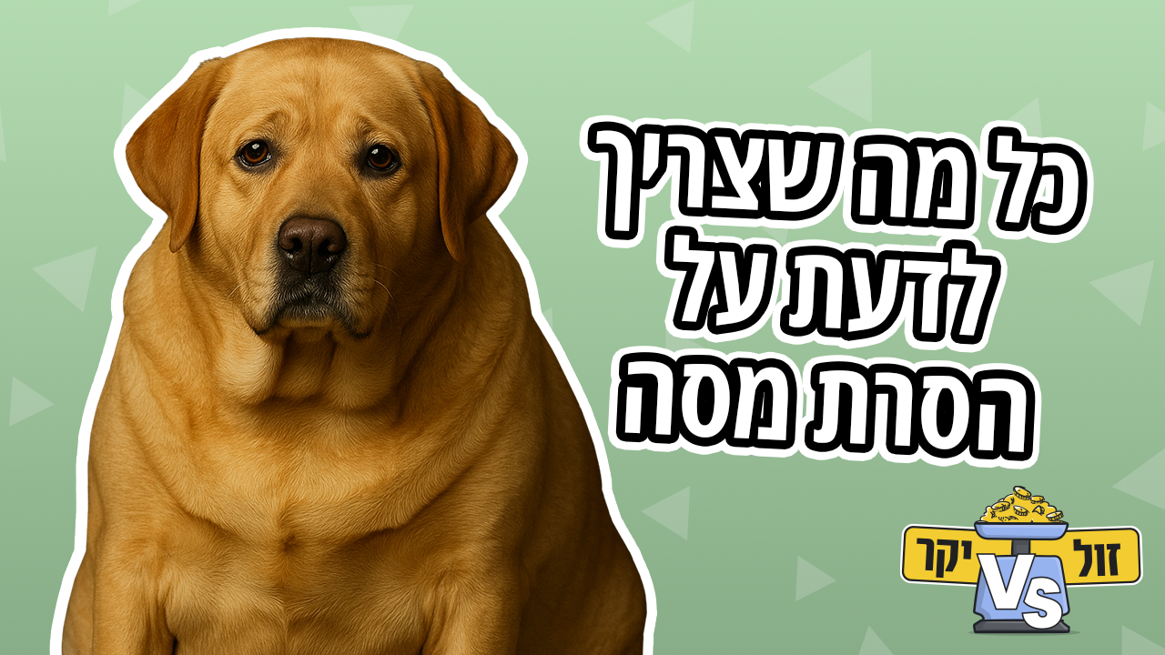 הסרת מסה לכלב: הסרת מסות עוריות לכלבים