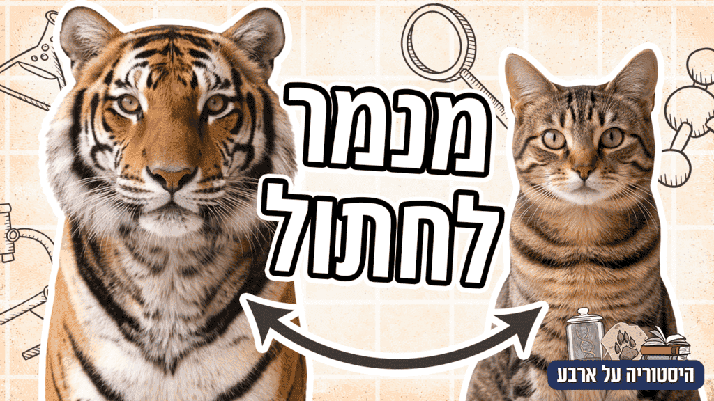 ביות חתולים