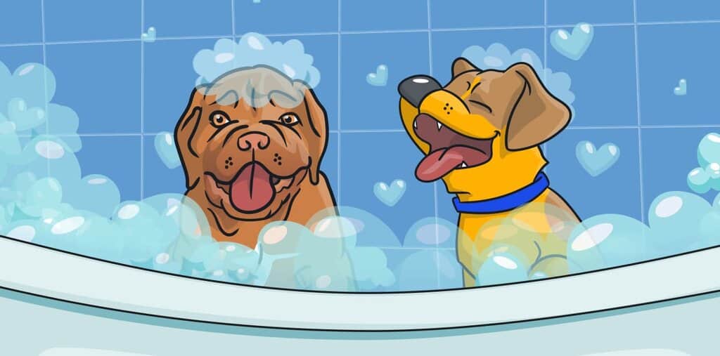 מתי ואיך לקלח גורים? המדריך המלא